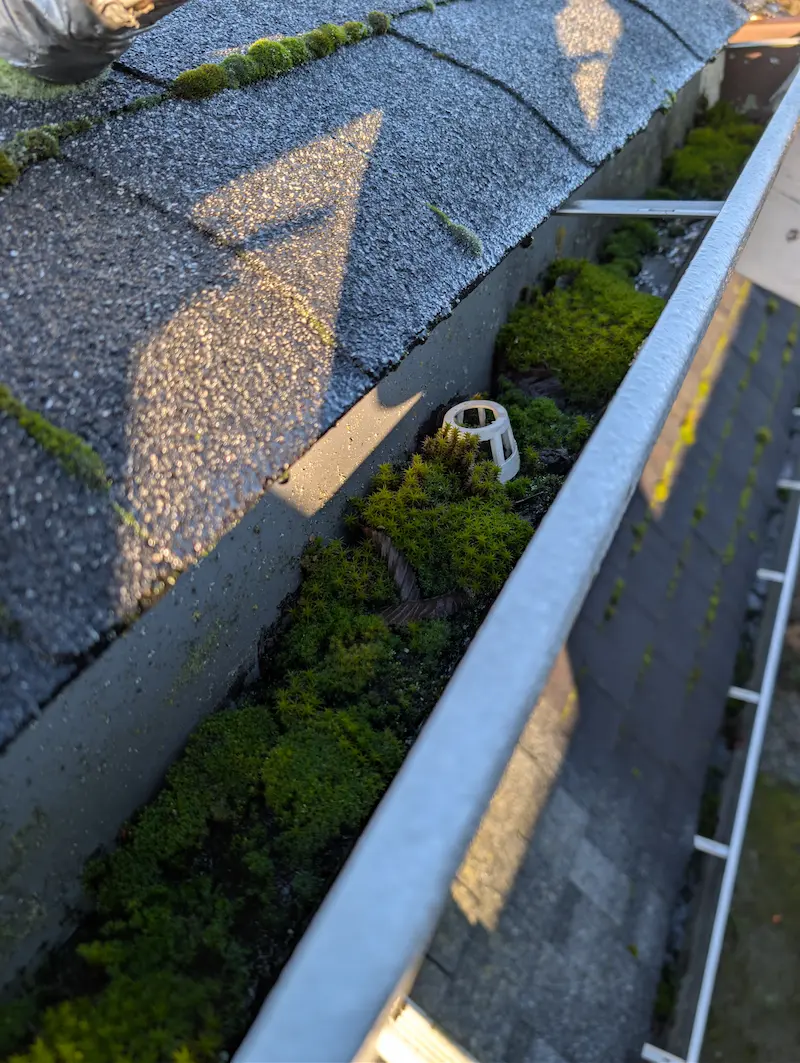 Gutter completely overgrown with moss and plants on a Victoria BC home — a sign of years without cleaning