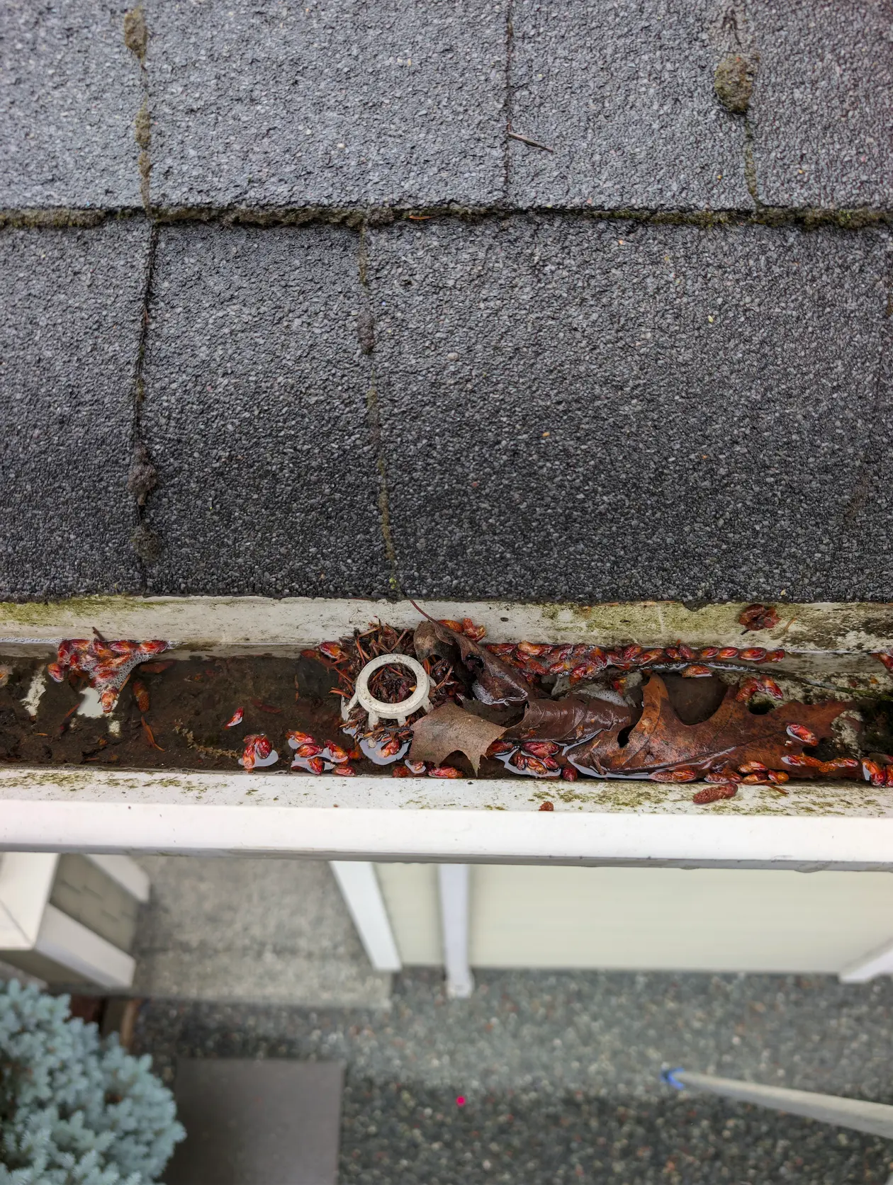 Clogged gutter with standing water and debris on a Victoria BC home