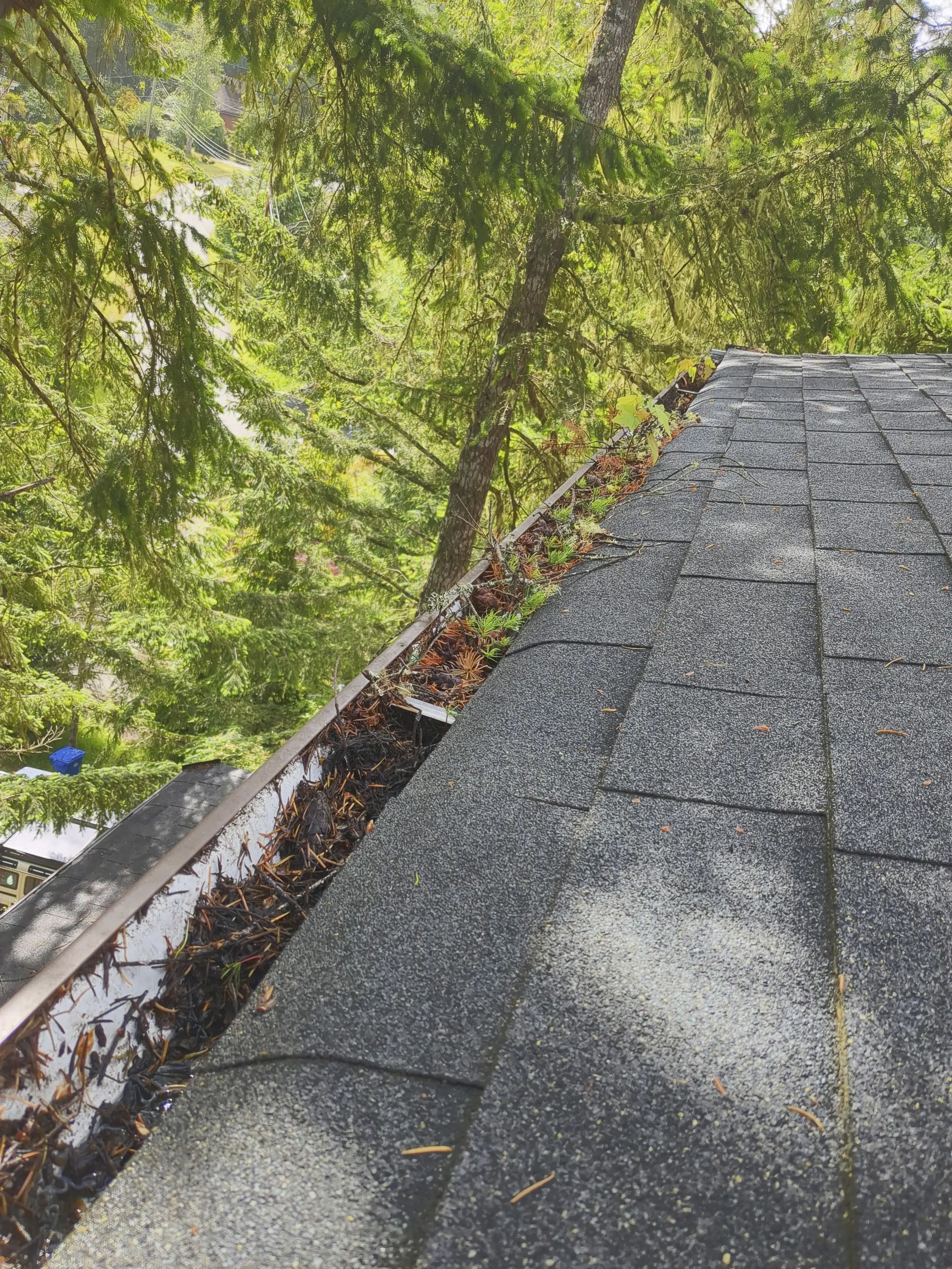 Gutter before cleaning