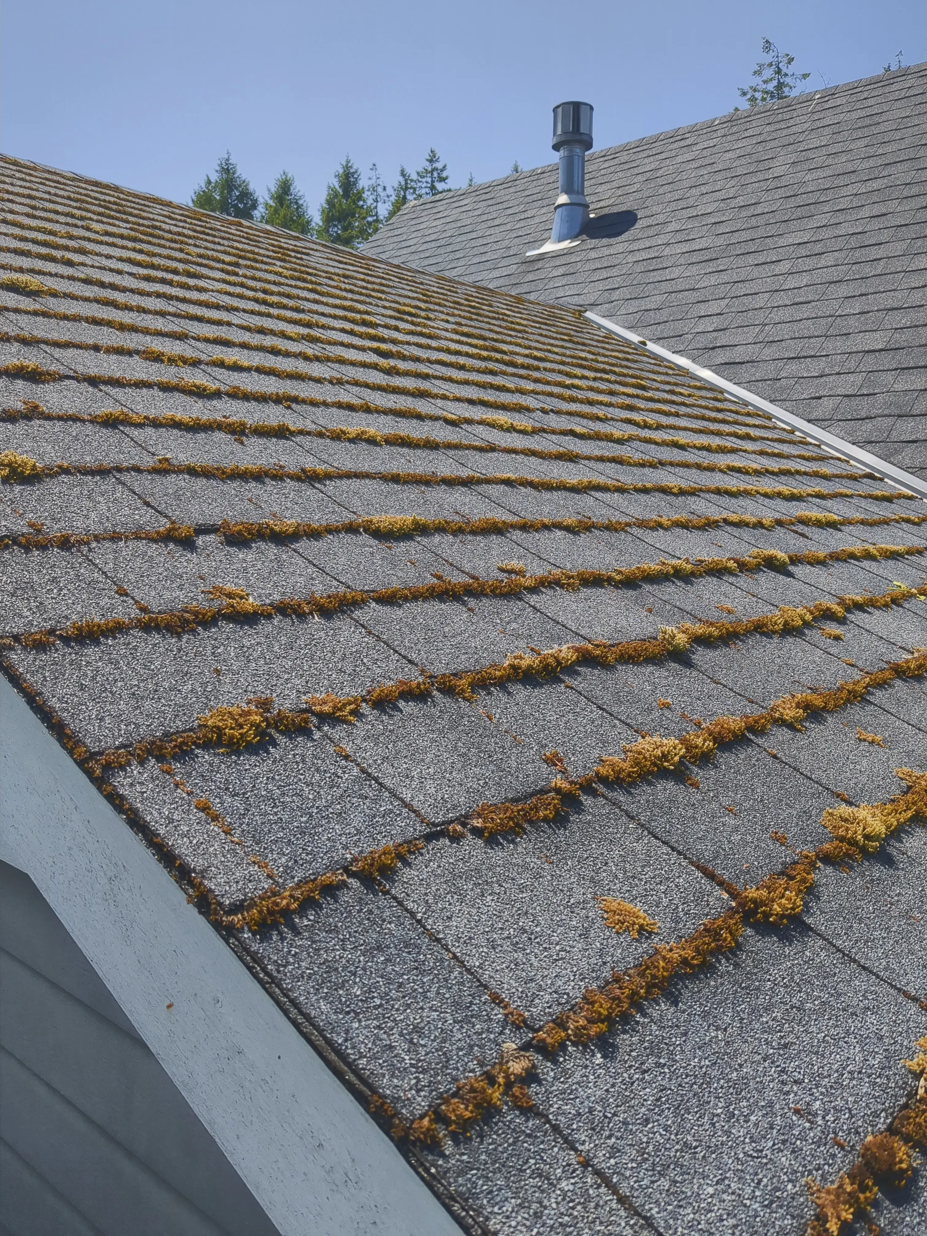 Asphalt shingled roof covered in moss