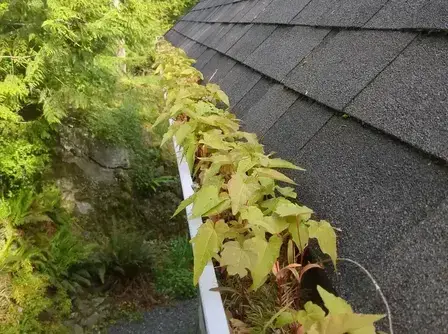Professional Gutter Cleaning Services in Victoria, BC