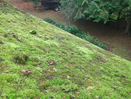 Roof moss before picture
