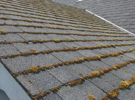 A roof covered in moss and dark streaks in Victoria, BC.