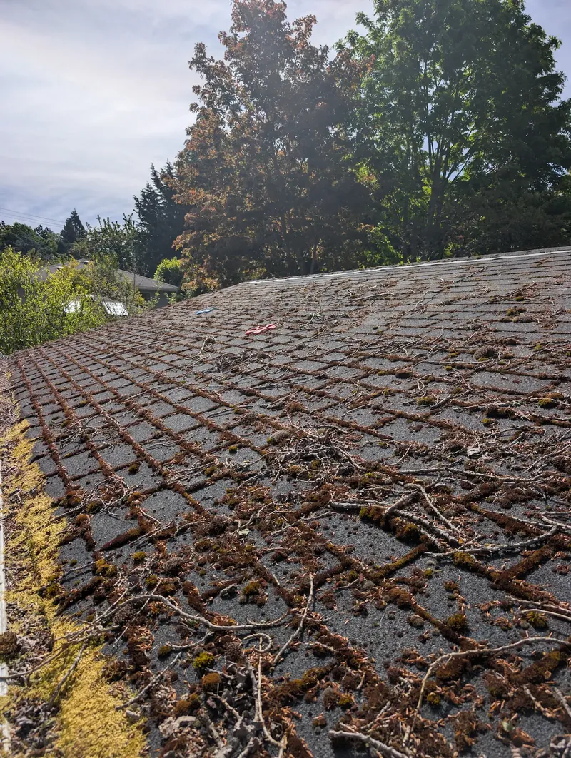 Asphalt shingle roof heavily covered in moss and fallen debris, shaded by mature trees at a home in Victoria, BC