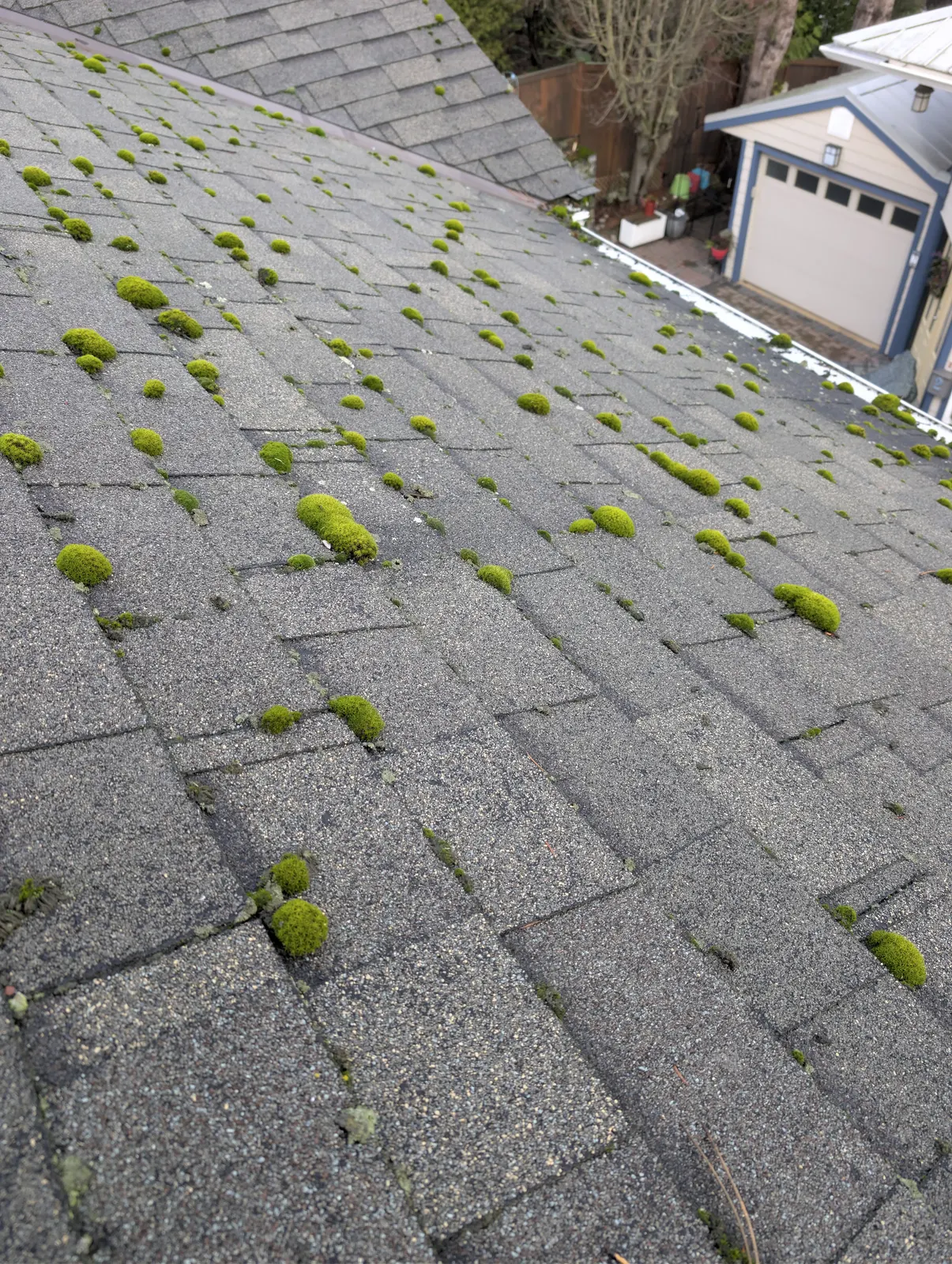 Aerial view of an asphalt shingle roof in Victoria, BC covered in dozens of round moss clumps, with a neighbouring garage visible below