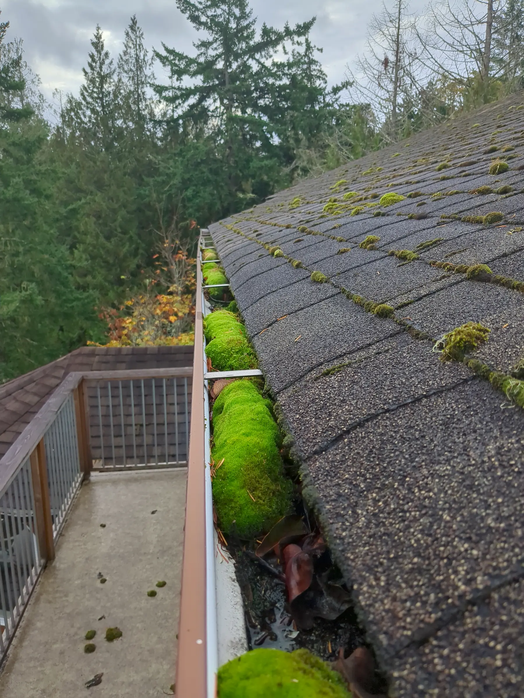 Thick moss buildup clogging a gutter beside a moss-covered asphalt shingle roof, surrounded by fir trees in Victoria, BC