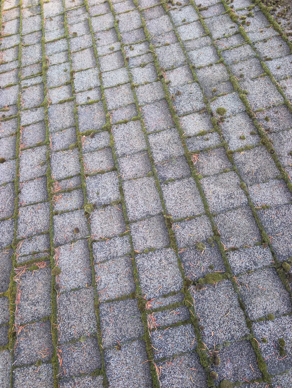 Moss growing along the seams of asphalt roof shingles scattered with needles on a Victoria, BC roof