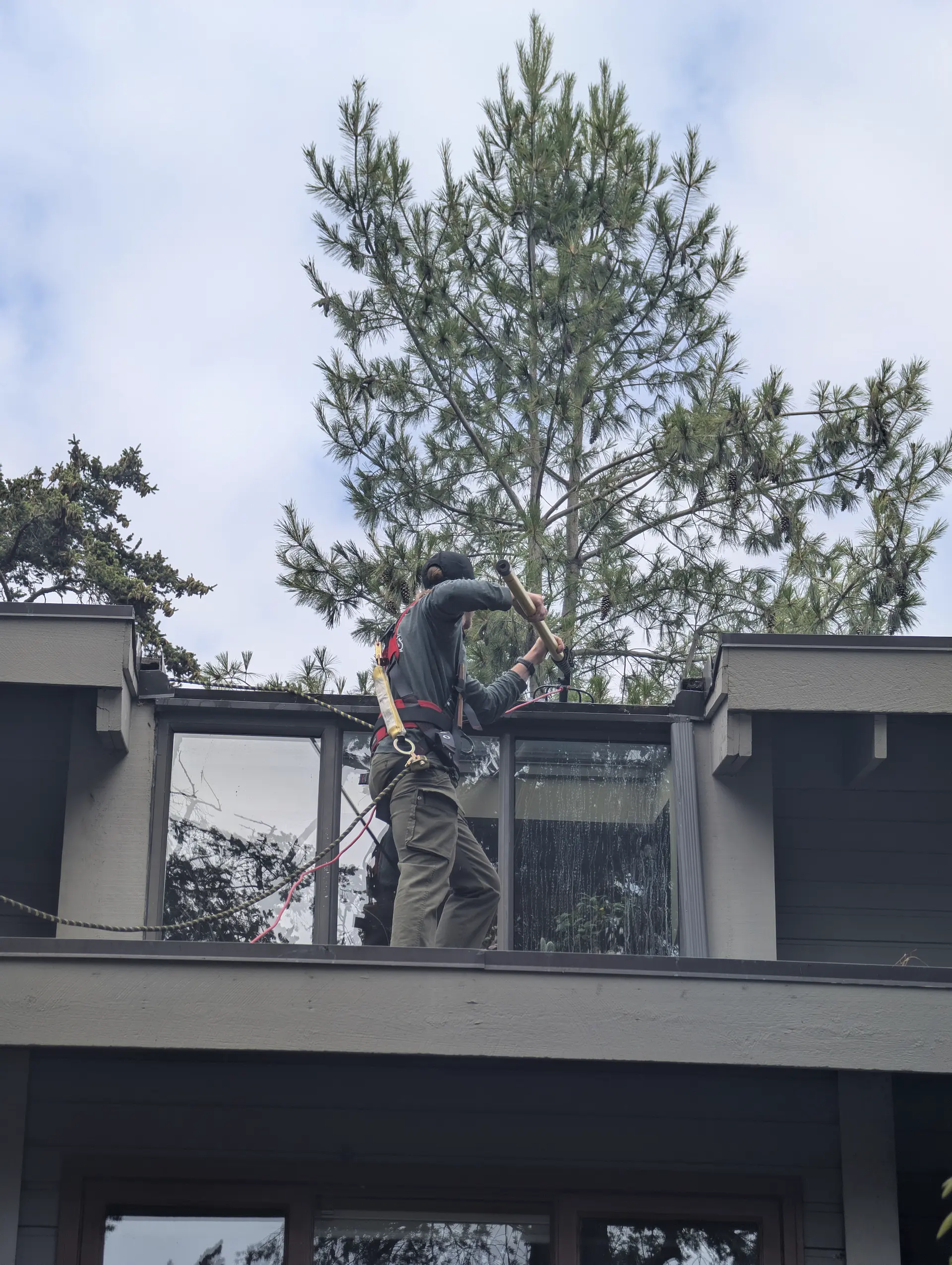 Two Pines technician using a water-fed pole to clean upper-storey windows on a Victoria BC home