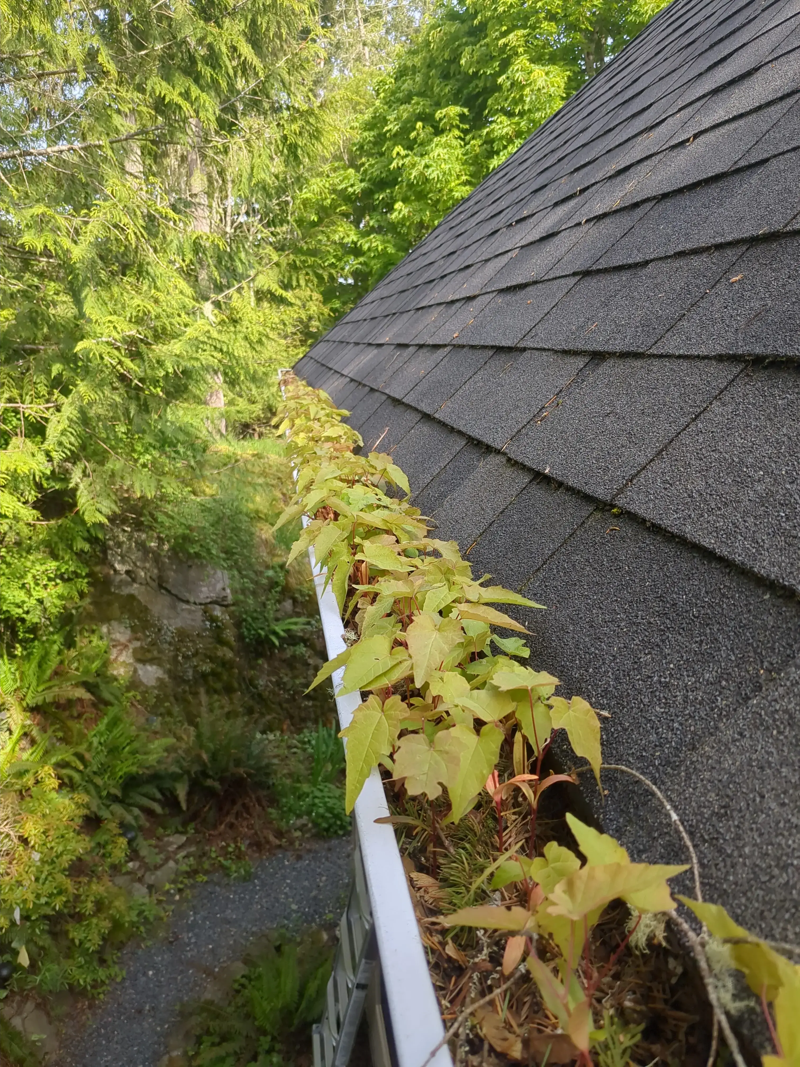 Professional gutter cleaning service